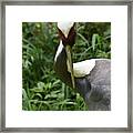 Wild Whine Naped Crane Bird In A Marshy Area Framed Print