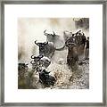 Wildebeest Herd Crossing The Mara River Framed Print