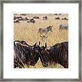 Wildebeest Framed Print