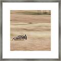Wildebeest Running Through Grasslands - Panning Blur Framed Print