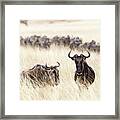 Wandering Wildebeest Framed Print