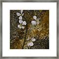 Wildflower Against Rock Framed Print