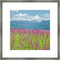 Wildflower Meadows And The Carpathian Mountains, Romania Framed Print