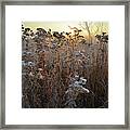 Wildflower Shadows At Sunrise In Glacial Park Framed Print