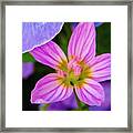 Wildflower Framed Print