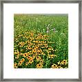Wildflowers Of West Glacial Park At Sunrise Framed Print