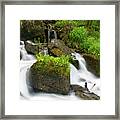 Wildflowers On A Rock Framed Print