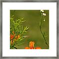 Wildlfowers In Summertime Framed Print