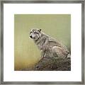 Wildlife Alaska Framed Print