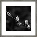 Willow Catkin - Bw Framed Print