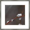 Willow Catkins 1 Framed Print