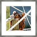 Willow Enjoyes Honey Framed Print