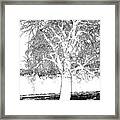 Willow Of The Field Framed Print