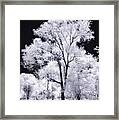 Willow Pungo 4496 Framed Print