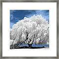 Willow Tree In Infrared Framed Print