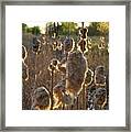 Willows No.2 Framed Print