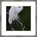 Willowy Great White Heron Perched In Tree Framed Print