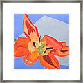 Wilted Tulip Framed Print