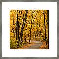 Winding Road Of Yellow Trees Framed Print