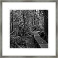 Winding Through The Rainforest Black And White Framed Print