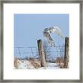 Windswept Glory Framed Print