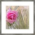 Windswept Rose Framed Print