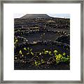 Wine 1 Framed Print