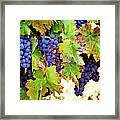 Wine Country - Napa Valley California Photography Framed Print