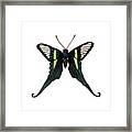 Winged Jewels 3, Watercolor Tropical Butterfly With Curled Wing Tips Framed Print