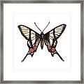 Winged Jewels 4, Watercolor Tropical Butterflie Black White Red Spots Framed Print