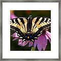 Wings Framed Print