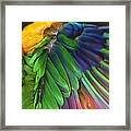 Wings Of A Conure Framed Print