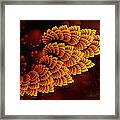 Wings Of The Sun Framed Print