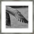 Wings Over Water Beach Pictures Black And White Seagull Framed Print