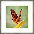 Wings Up - Butterfly Framed Print