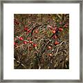 Winter Apple Abstract Framed Print