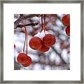 Winter Berries Framed Print
