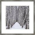 Winter Birch Path Framed Print