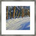 Winter Birch Road Framed Print