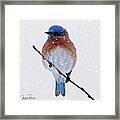 Winter Bluebird Framed Print