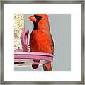 Winter Cardinal 11 Framed Print