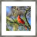 Winter Cardinal Framed Print