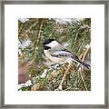 Winter Chickadee Framed Print