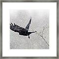 Winter Crow Framed Print