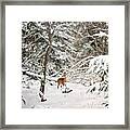 Winter Deer In The Forest Framed Print