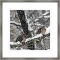 Winter Doves Framed Print