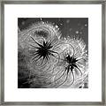 Winter Flower Framed Print