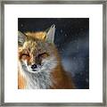 Winter Fox Framed Print