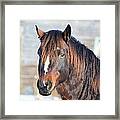 Winter Horse Framed Print