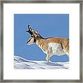 Winter Pronghorn Buck Framed Print